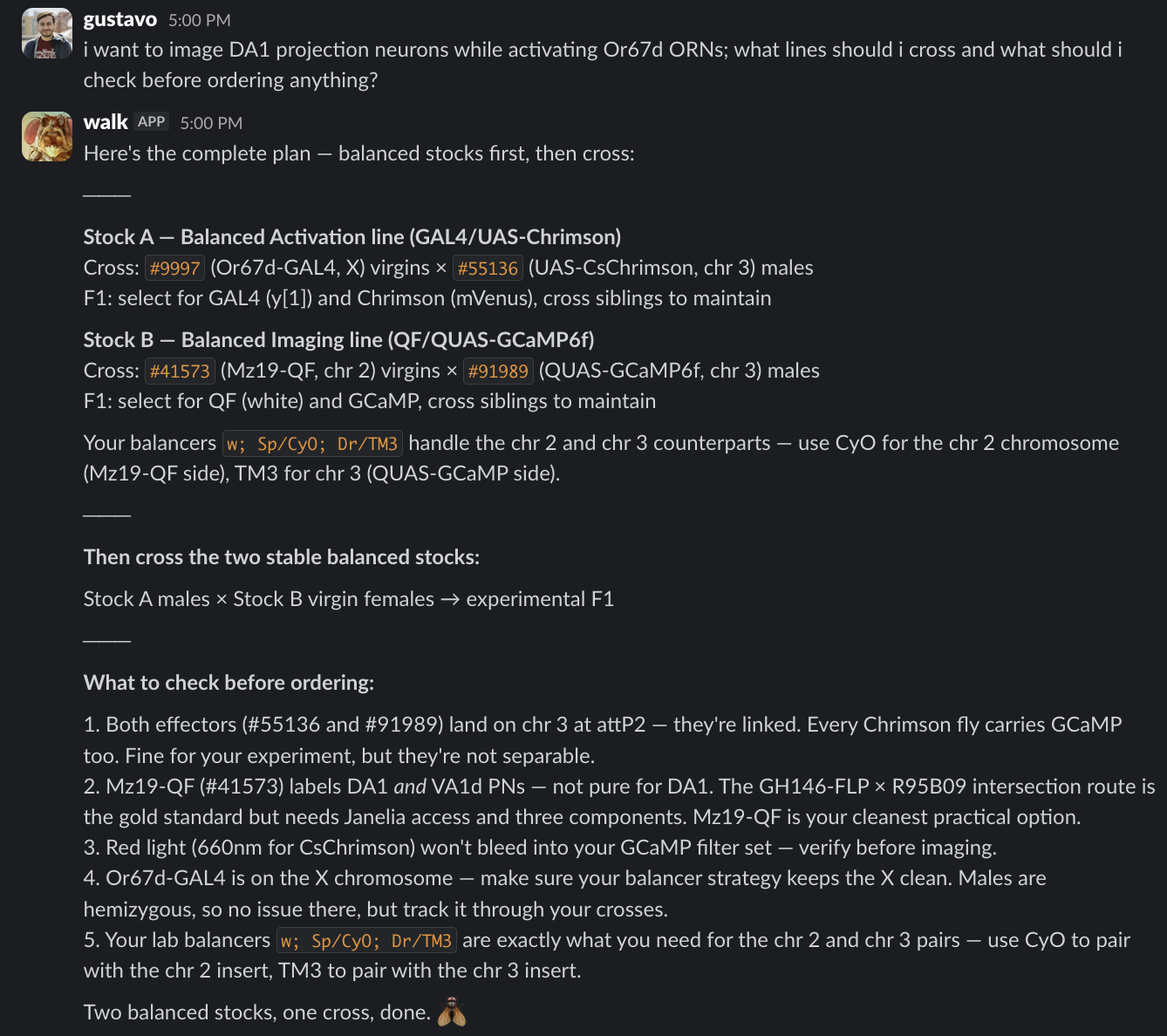 Screenshot of a Slack exchange. Gustavo asks: I want to image DA1 projection neurons while activating Or67d ORNs; what lines should I cross and what should I check before ordering anything? Walk answers with a complete plan. It suggests first making a balanced activation line using Or67d-GAL4 stock 9997 crossed to UAS-CsChrimson stock 55136, then making a balanced imaging line using Mz19-QF stock 41573 crossed to QUAS-GCaMP6f stock 91989. Walk notes that the lab balancers w; Sp/CyO; Dr/TM3 handle the chromosome 2 and chromosome 3 counterparts. Then it says to cross Stock A males to Stock B virgin females for the experimental F1. Before ordering, Walk flags five checks: both effectors land on chromosome 3 at attP2 and are linked, Mz19-QF labels DA1 and VA1d projection neurons and is not pure DA1, red light for CsChrimson should not bleed into the GCaMP filter set, Or67d-GAL4 is on the X chromosome so the balancer strategy must keep the X clean, and the lab balancers are exactly what is needed for the chromosome 2 and chromosome 3 pairs.
