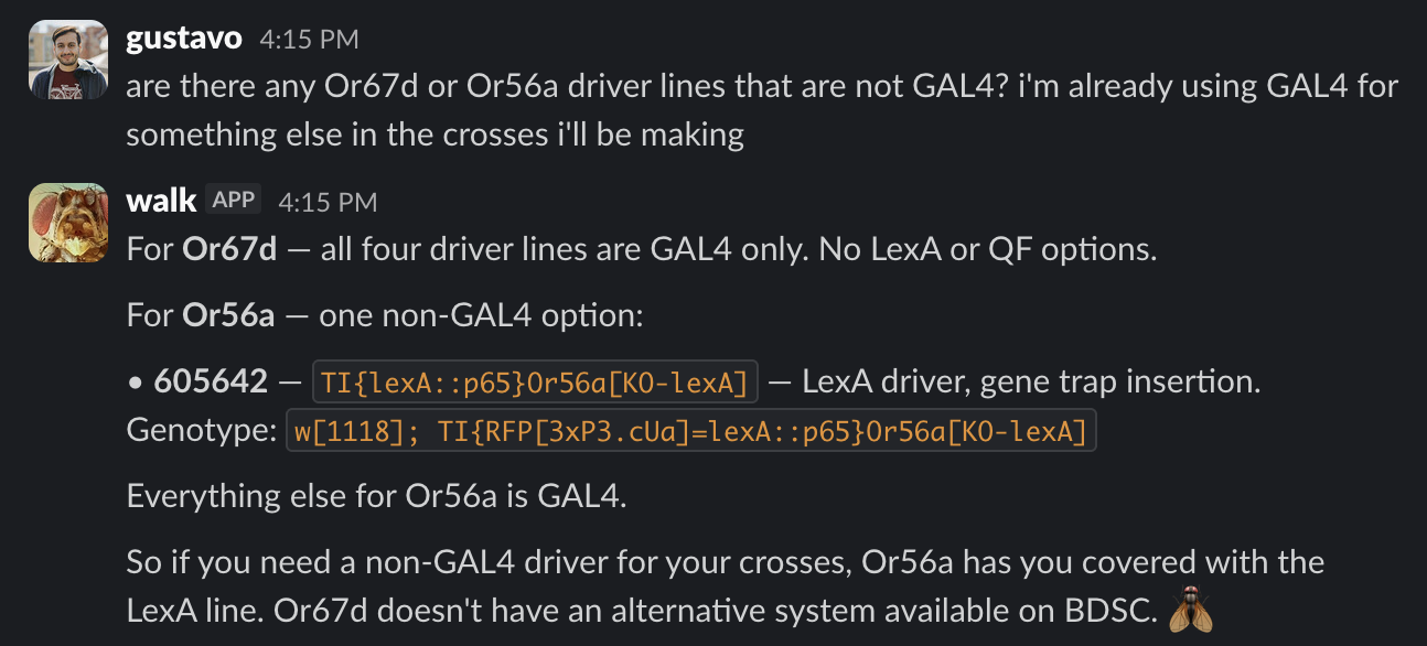 Screenshot of a Slack exchange. Gustavo asks whether there are Or67d or Or56a driver lines that are not GAL4, because GAL4 is already being used for another part of the cross. Walk answers that all four Or67d driver lines are GAL4 only, but Or56a has one non-GAL4 option: BDSC stock 605642, a LexA driver gene trap insertion with genotype w[1118]; TI{RFP[3xP3.cUa]=LexA::p65}Or56a[KO-LexA]. Walk concludes that Or56a has a LexA option and Or67d does not have an alternative system available on BDSC.