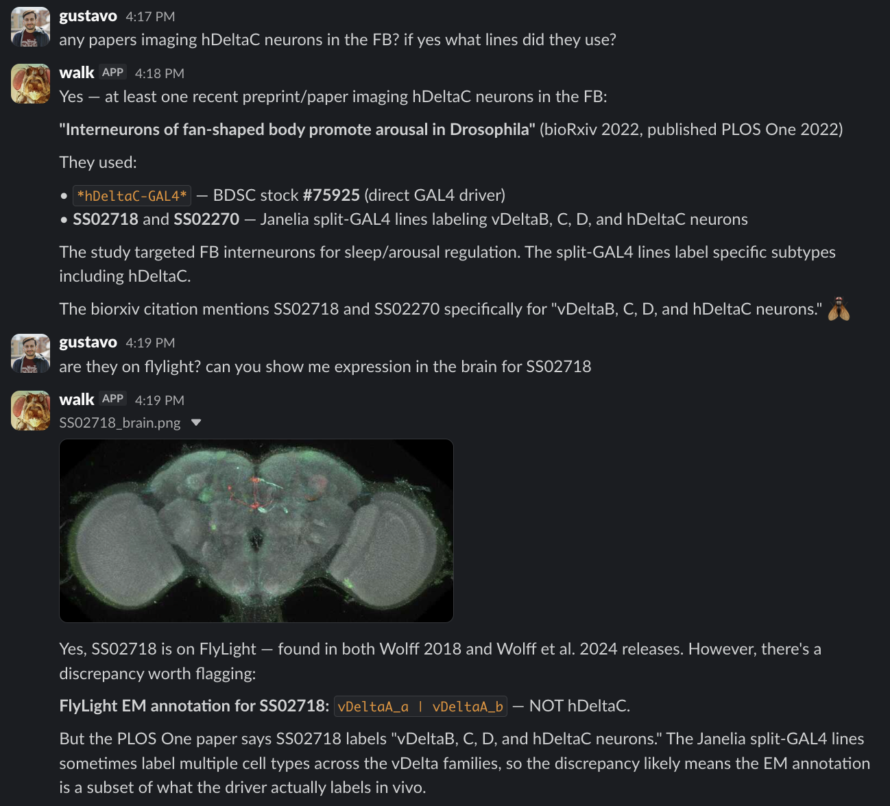 Screenshot of a Slack exchange. Gustavo asks whether any papers image hDeltaC neurons in the fan-shaped body and which lines they used. Walk finds a paper titled Interneurons of fan-shaped body promote arousal in Drosophila, says it used hDeltaC-GAL4, BDSC stock 75925, and Janelia split-GAL4 lines SS02718 and SS02270. Gustavo then asks whether the lines are on FlyLight and asks to see brain expression for SS02718. Walk uploads an image named SS02718_brain.png showing a fly brain expression image, then notes that SS02718 is on FlyLight in Wolff 2018 and Wolff et al. 2024, but flags a discrepancy: FlyLight EM annotation for SS02718 says vDeltaA_a and vDeltaA_b, not hDeltaC, while the PLOS One paper says SS02718 labels vDeltaB, C, D, and hDeltaC neurons.