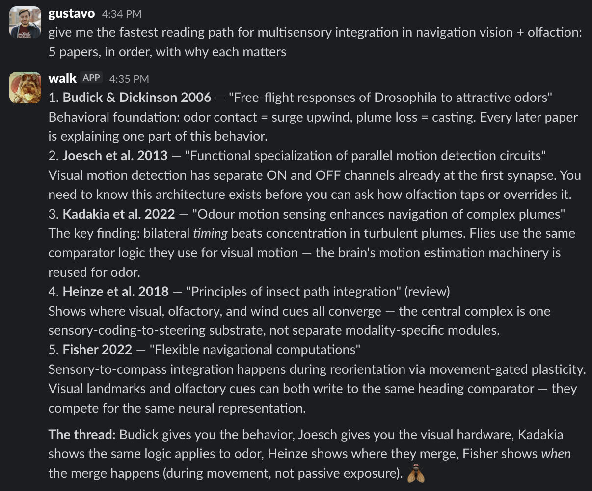 Screenshot of a Slack exchange. Gustavo asks for the fastest reading path for multisensory integration in navigation, combining vision and olfaction: five papers, in order, with why each matters. Walk answers with a five-paper sequence. First, Budick and Dickinson 2006, Free-flight responses of Drosophila to attractive odors, as the behavioral foundation: odor contact means surge upwind and plume loss means casting. Second, Joesch et al. 2013, Functional specialization of parallel motion detection circuits, as the visual hardware: ON and OFF visual motion channels separate at the first synapse. Third, Kadakia et al. 2022, Odour motion sensing enhances navigation of complex plumes, where bilateral timing beats concentration in turbulent plumes and visual-motion comparator logic is reused for odor. Fourth, Heinze et al. 2018, Principles of insect path integration, showing where visual, olfactory, and wind cues converge in the central complex. Fifth, Fisher 2022, Flexible navigational computations, showing sensory-to-compass integration during reorientation via movement-gated plasticity. Walk ends by summarizing the thread: Budick gives behavior, Joesch gives visual hardware, Kadakia shows the same logic applies to odor, Heinze shows where cues merge, and Fisher shows when the merge happens.